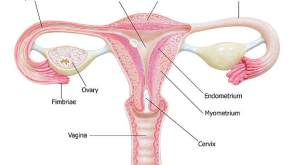 Methods of genital aesthetics