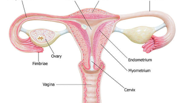 Methods of genital aesthetics